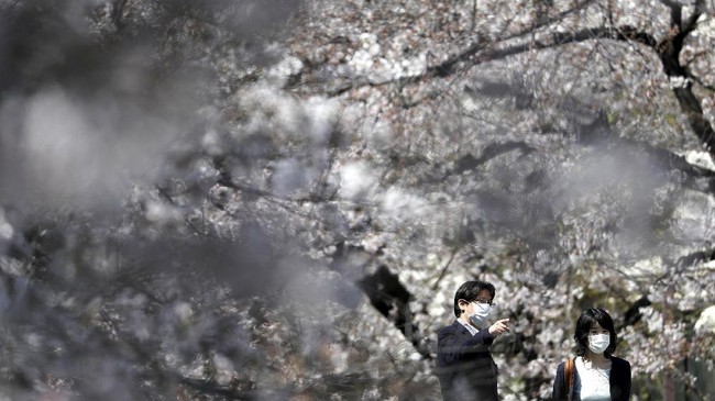 Beberapa ahli menjelaskan penyebab bunga sakura di Jepang mekar sebelum musimnya yang biasa terjadi pada bulan April.