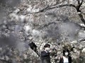 Perubahan Iklim di Balik Bunga Sakura Jepang Mekar Lebih Awal