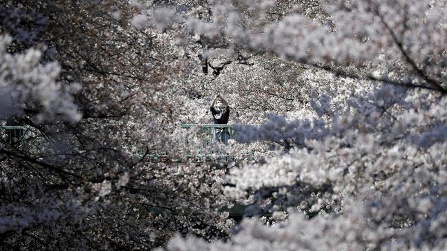 Menurut prediksi, sebentar lagi jadi musim hanami, awal Bunga Sakura bermekaran akan terjadi pada 21 Maret 2023, lalu mekar penuh pada 29 Maret 2023.