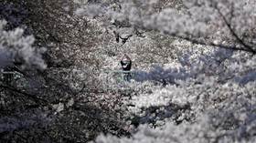 7 Tempat Terbaik Menikmati Bunga Sakura Bermekaran di Jepang