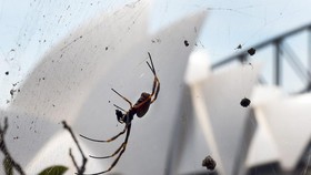 Australia Waspada 'Wabah' Laba-laba Mematikan usai Banjir