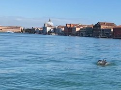 Langka! Lumba-lumba Menyusuri Kanal Besar Venesia