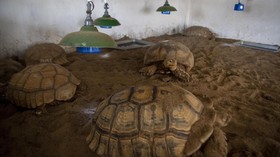 Gibran Hibahkan 8 Kura-kura Sulcata ke Solo Safari Zoo