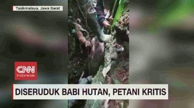VIDEO: Diseruduk Babi Hutan, Petani Kritis