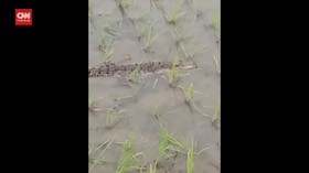 VIDEO: Warga Dikejutkan Kemunculan Buaya Di Sawah Mereka