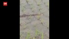VIDEO: Warga Dikejutkan Kemunculan Buaya Di Sawah Mereka