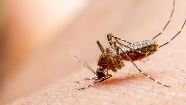 FDA di Amerika Serikat menyebut bahwa mereka sudah menyetujui vaksin pertama untuk mencegah penyakit yang disebabkan oleh virus chikungunya.