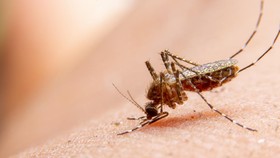 Bahaya Penyakit Chikungunya, Bagaimana Cegah Agar Tak Terinfeksi?