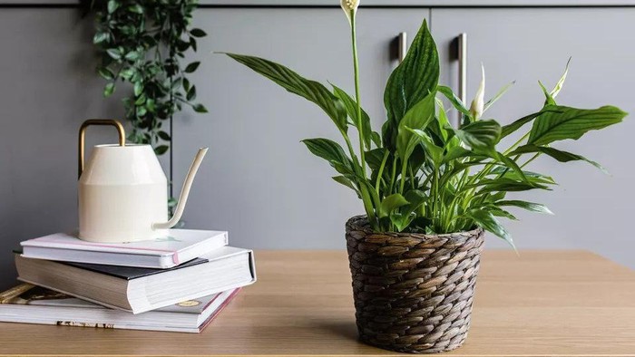 Punya Alergi? 5 Tanaman Hias Rumah Ini Bisa Membantu Menjernihkan Udara