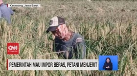 VIDEO: Pemerintah Mau Impor Beras, Petani Menjerit