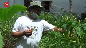 VIDEO: Cabai Rawit Mahal, Warga Bekasi Jadi Petani Dadakan