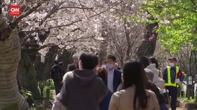 VIDEO: Duh, Indahnya Pemandangan Saat Bunga Sakura Bermekaran