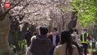 VIDEO: Duh, Indahnya Pemandangan Saat Bunga Sakura Bermekaran