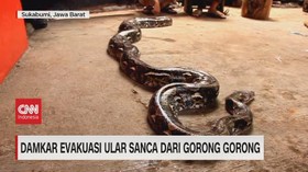 VIDEO: Damkar Evakuasi Ular Sanca dari Gorong-gorong