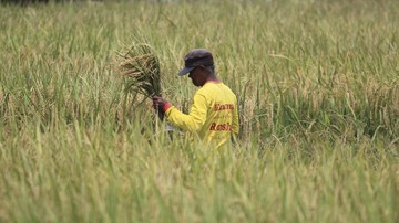 Luas Panen Menyusut, Produksi Beras Diprediksi Turun Jadi 30 Juta Ton