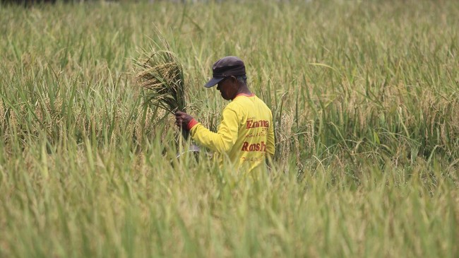 Menteri Pertanian Syahrul Yasin Limpo mengklaim pasokan beras cukup hingga akhir 2022.