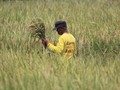 Ridwan Kamil Targetkan Cetak Seribu Petani Milenial pada 2022