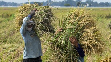 Mentan Kerek Target Produksi Beras Sulsel Jadi 32 Juta Ton pada 2025