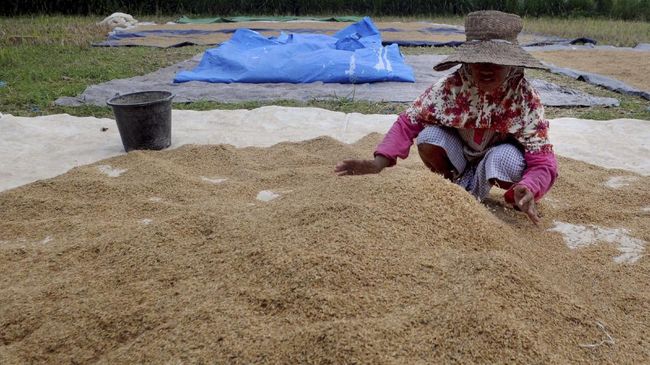 BPS Sebut Harga Gabah Turun, Kementan Klaim Pompanisasi Sukses