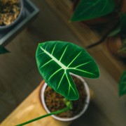 Jangan Merawat Tanaman Alocasia Kalau Belum Tahu 5 Fakta Unik Ini