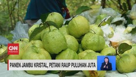 VIDEO: Panen Jambu Kristal, Petani Raup Puluhan Juta