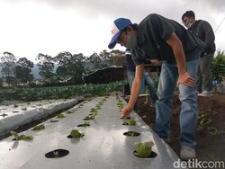 Pandemi, Pengangguran, dan Generasi Muda Bertani