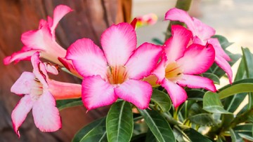 CARA PERBANYAKAN TANAMAN HIAS ADENIUM