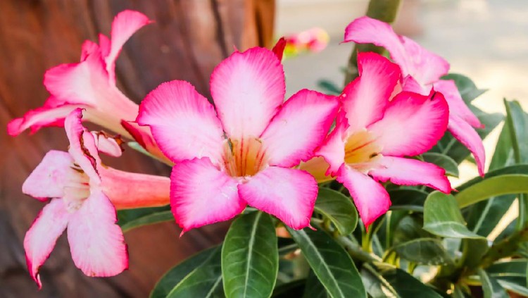 Close up of pink Impala Lily flowers,Impala Lily,Desert rose flower from tropical climate