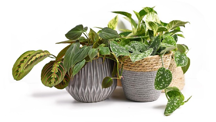 Group of tropical house plants like 'Scindapsus Pictuts' Satin Pothos, 'Micans' Philodendron or Calathea in beautiful natural flower pots isolated on white background