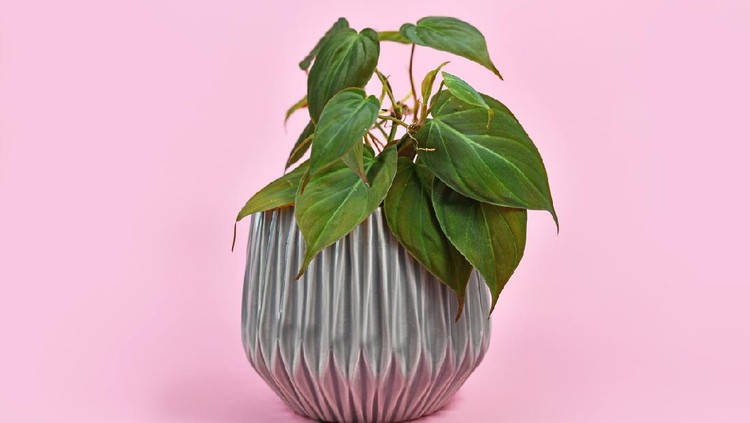 Tropical 'Philodendron Hederaceum Micans' house plant with dark green heart shaped leaves with velvet texture in gray flower pot on pink background
