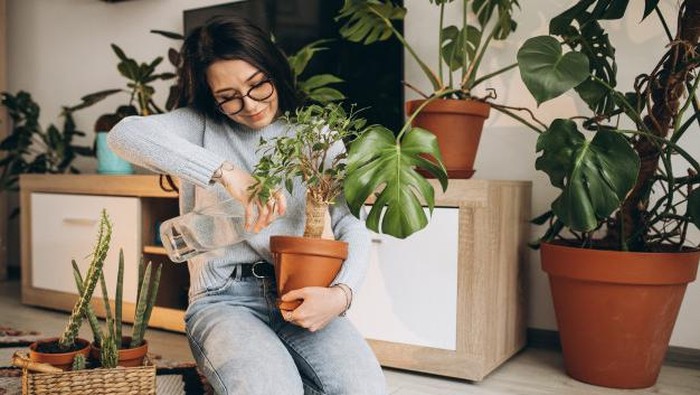 Tanaman Hias yang Punya Perawatan Mudah dan Cocok Untuk Pemula, Berminat?