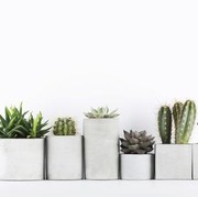 5 Jenis Tanaman Kaktus untuk Mempercantik Rumah