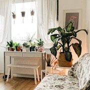 5 Tanaman Hias yang Butuh Sedikit Sinar Matahari, Cocok Jadi Dekorasi Indoor