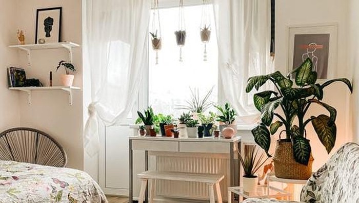 5 Tanaman Hias yang Butuh Sedikit Sinar Matahari, Cocok Jadi Dekorasi Indoor