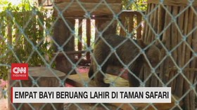 VIDEO: Empat Bayi Beruang Lahir di Taman Safari