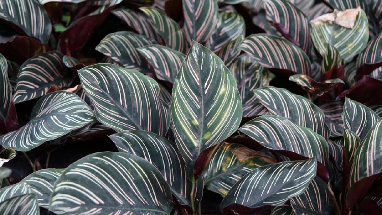 The plant is known for its large leaves that have a distinctive pattern and effervescent colors.
