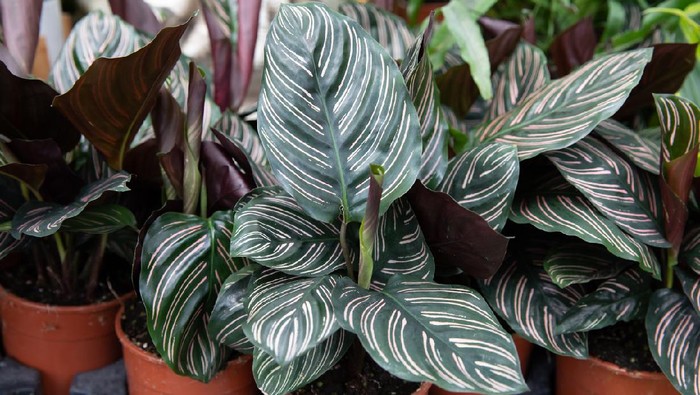Calathea ornata in the small red pot