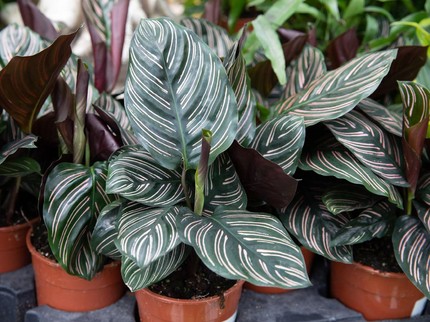 Mengenal Tanaman Bulu Ayam, Calathea dengan Segudang Manfaat