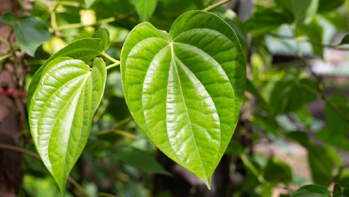 Daun sirih