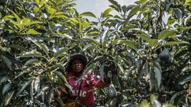 FOTO: Petani Afrika Merugi Usai Ribuan Ton Alpukat Dicuri