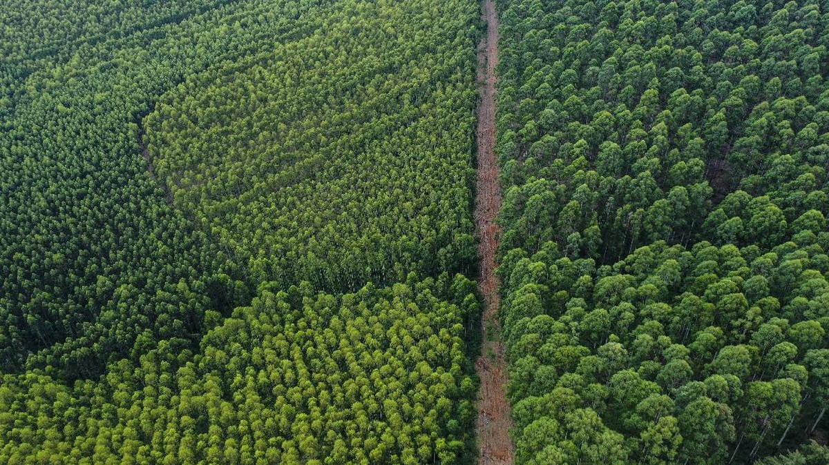 FOTO: Petani Afrika Merugi Usai Ribuan Ton Alpukat Dicuri
