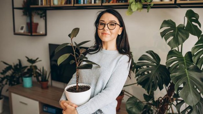 Pemula Mau Beli Tanaman Hias? Ini Panduan Membeli Tanaman Hias untuk Percantik Rumah