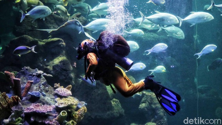 Para penyelam berkostum kelinci laut dan penyu beraksi di Sea World, Ancol. Aksi itu digelar sebagai bagian dari edukasi menjaga ekosistem laut.