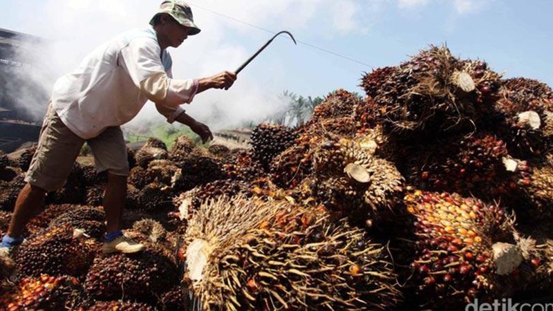Kementerian Pertanian (Kementan) menargetkan peremajaan sawit di tahun 2021 sebesar 180 ribu hektare.