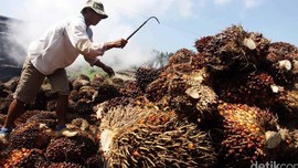 Kementan Targetkan Peremajaan Sawit 180 Ribu Hektare di 2021