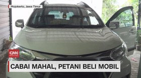 VIDEO: Cabai Mahal, Petani Beli Mobil