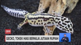 VIDEO: Gecko, Tokek Hias Bernilai Jutaan Rupiah