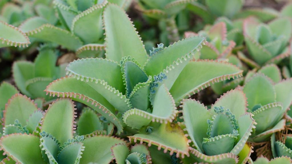 Mengenal Manfaat Cocor Bebek dan Cara Menanamnya