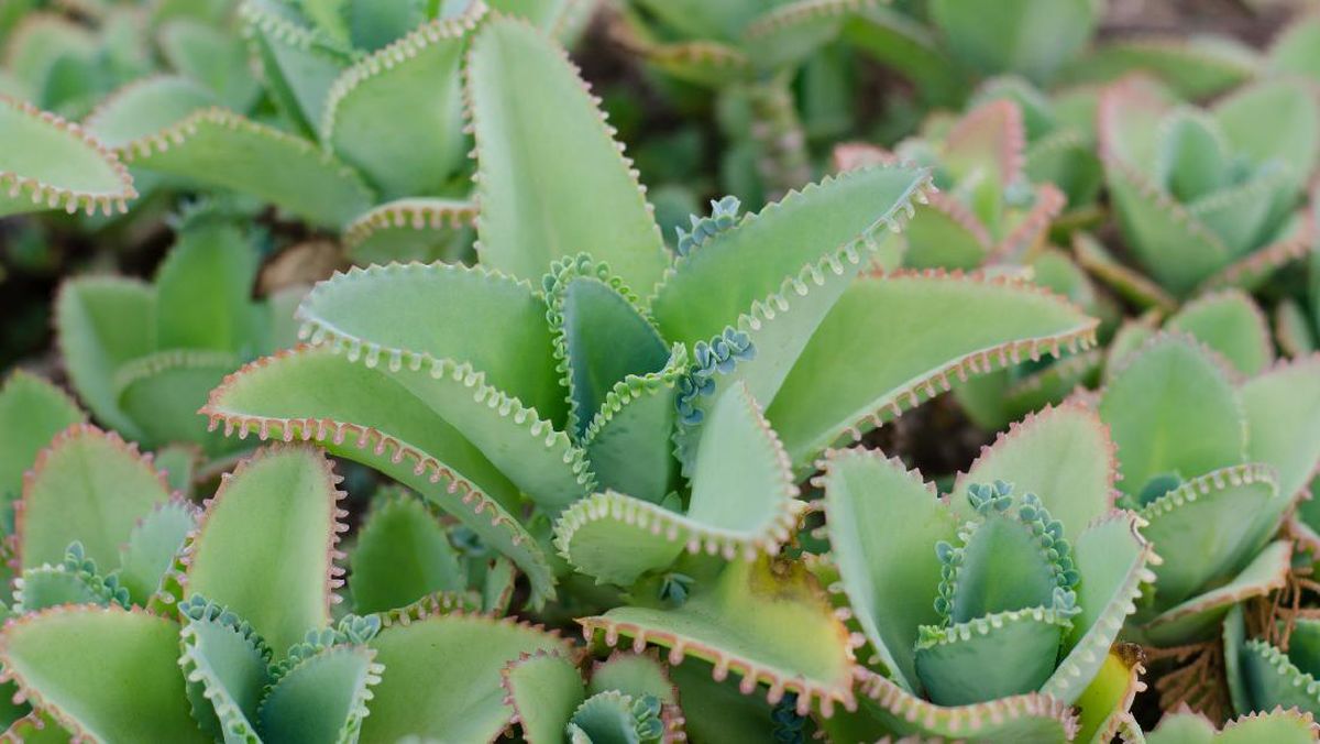 Mengenal Manfaat Cocor Bebek dan Cara Menanamnya