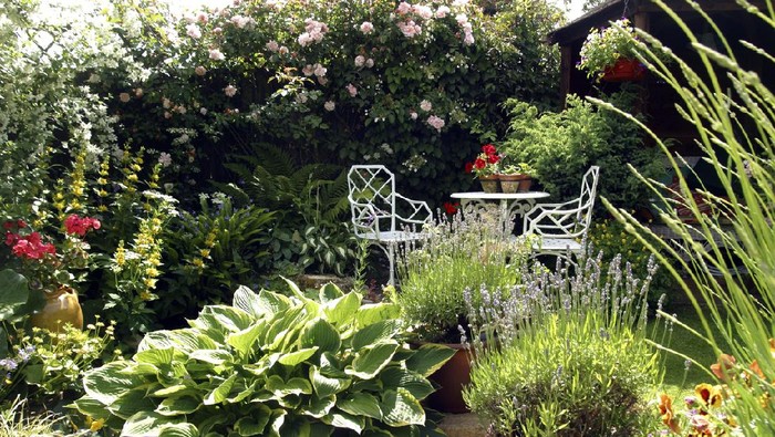 Small densely planted summer garden with shrubs and colour